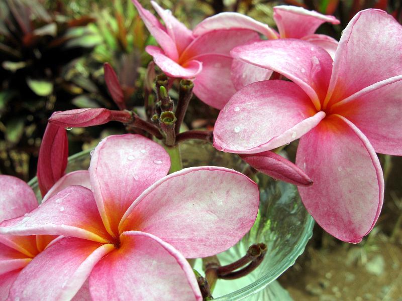 Frangipani_Plumeria rubra_IMG_0533 Frangipani is a fragrant tree flower.